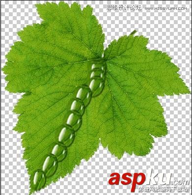 Photoshop教程,水珠,綠葉